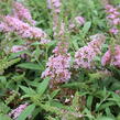 Motýlí keř, Komule Davidova 'Summer Bird Pink' - Buddleja davidii 'Summer Bird Pink'