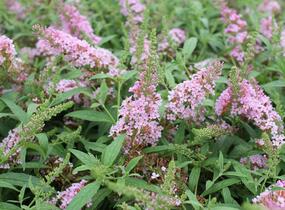 Motýlí keř, Komule Davidova 'Summer Bird Pink' - Buddleja davidii 'Summer Bird Pink'
