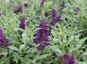 Motýlí keř, Komule Davidova 'Summer Bird Midnight Blue' - Buddleja davidii 'Summer Bird Midnight Blue'