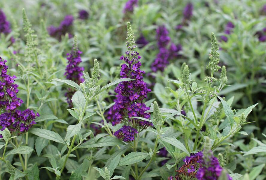 Motýlí keř, Komule Davidova 'Summer Bird Midnight Blue' - Buddleja davidii 'Summer Bird Midnight Blue'
