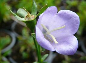 Trvalkový záhon do polostínu Anglický venkov - Anglický venkov
