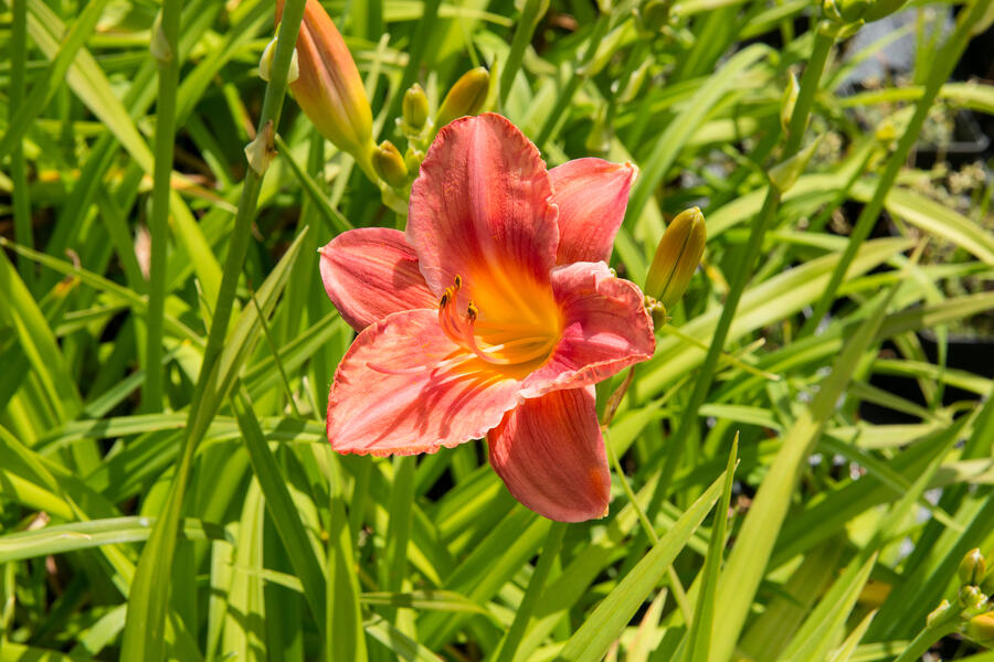 Trvalkový záhon do stínu Svah ve stínu - Svah ve stínu