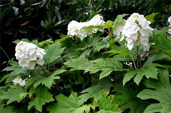 Hortenzie dubolistá 'Ice Crystal' - Hydrangea quercifolia 'Ice Crystal'