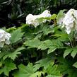 Hortenzie dubolistá 'Ice Crystal' - Hydrangea quercifolia 'Ice Crystal'