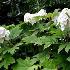 Hortenzie dubolistá 'Ice Crystal' - Hydrangea quercifolia 'Ice Crystal'