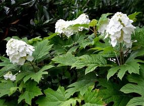 Hortenzie dubolistá 'Ice Crystal' - Hydrangea quercifolia 'Ice Crystal'