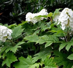 Hortenzie dubolistá 'Ice Crystal' - Hydrangea quercifolia 'Ice Crystal'
