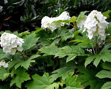 Hortenzie dubolistá 'Ice Crystal'