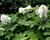 Hortenzie dubolistá 'Ice Crystal'