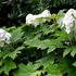 Hydrangea quercifolia 'Ice Crystal'.jpg