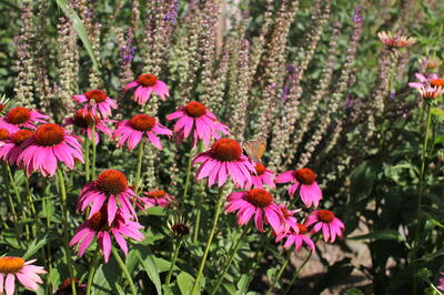 echinacea v záhonu