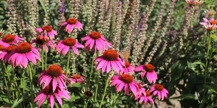echinacea v záhonu