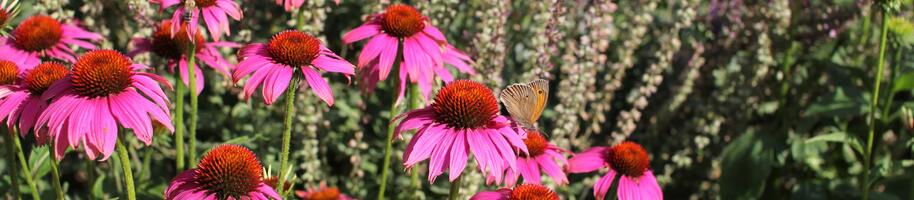 echinacea v záhonu