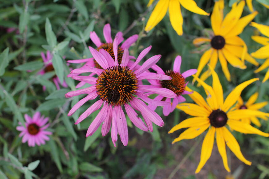 Echinacea a rudbékie