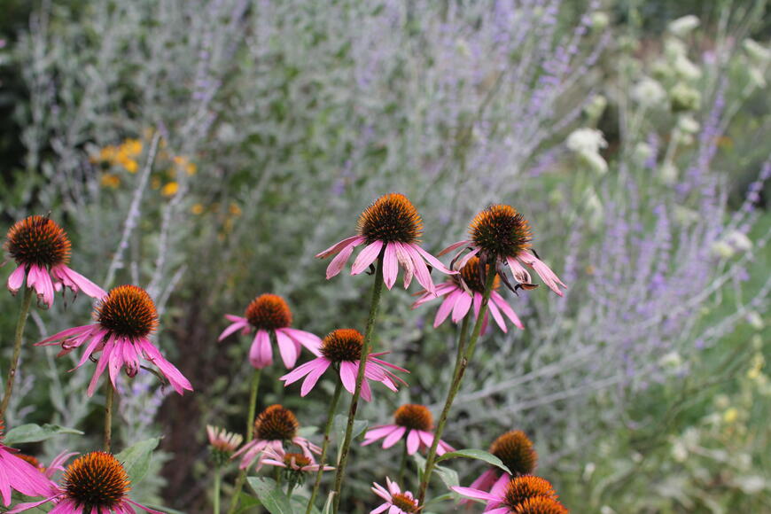 Echinacea a perovskie