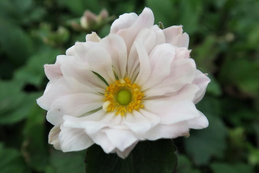 Trvalkový záhon do polostínu Barevná nezávislost - Barevná nezávislost