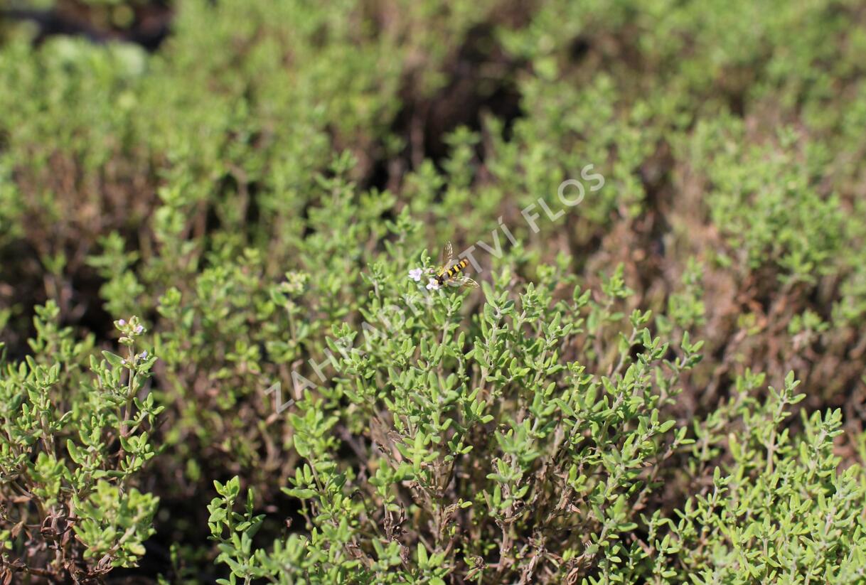 Tymián obecný 'Fredo' - Thymus vulgaris 'Fredo'