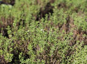 Tymián obecný 'Fredo' - Thymus vulgaris 'Fredo'