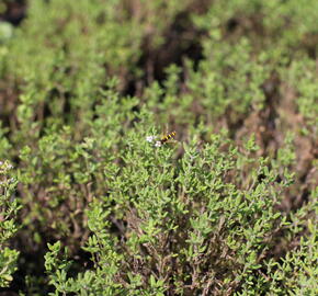Tymián obecný 'Fredo' - Thymus vulgaris 'Fredo'