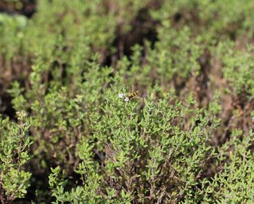 Tymián obecný 'Fredo'