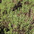 Thymus vulgaris 'Fredo'.JPG