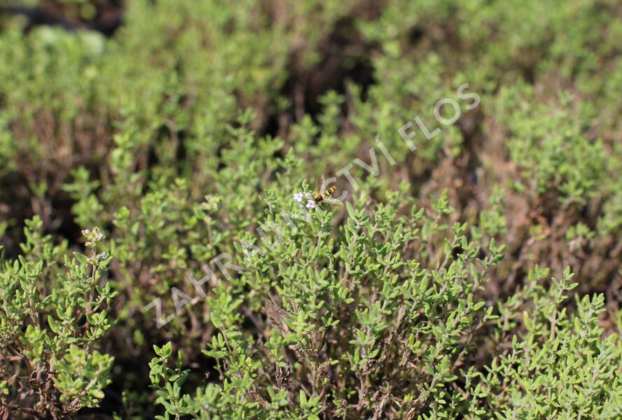 Tymián obecný 'Fredo' - Thymus vulgaris 'Fredo'