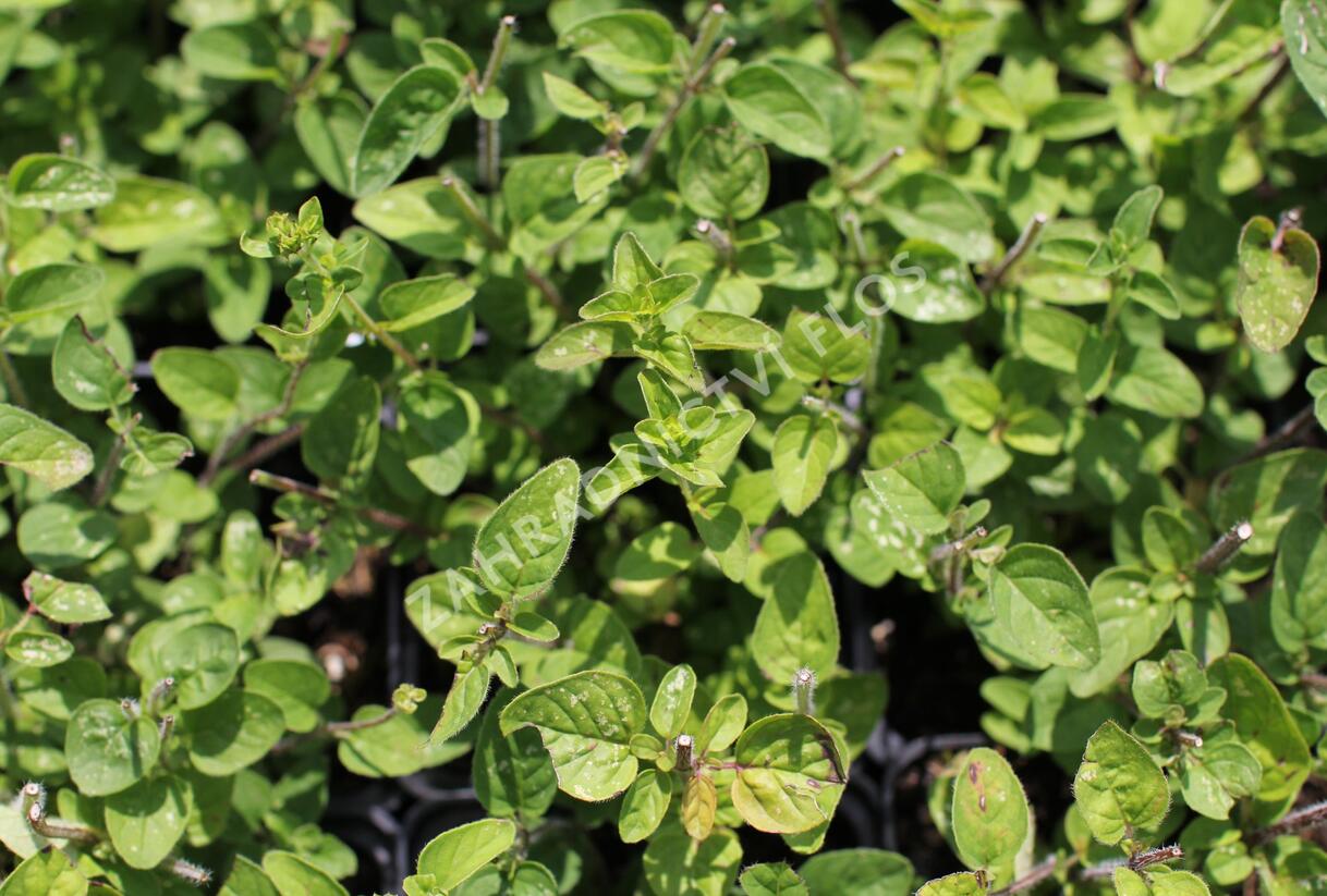 Oregano obecné, dobromysl 'Margeritha' - Origanum vulgare 'Margeritha'