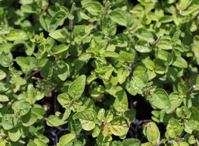 Oregano obecné, dobromysl 'Margeritha' - Origanum vulgare 'Margeritha'