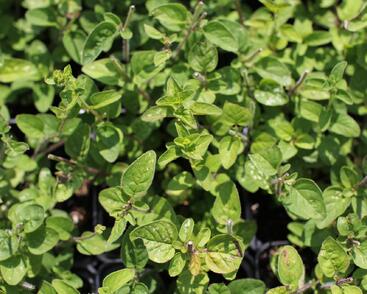 Oregano obecné, dobromysl 'Margeritha'