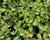 Oregano obecné, dobromysl 'Margeritha'