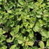 Origanum vulgare 'Margeritha'.JPG