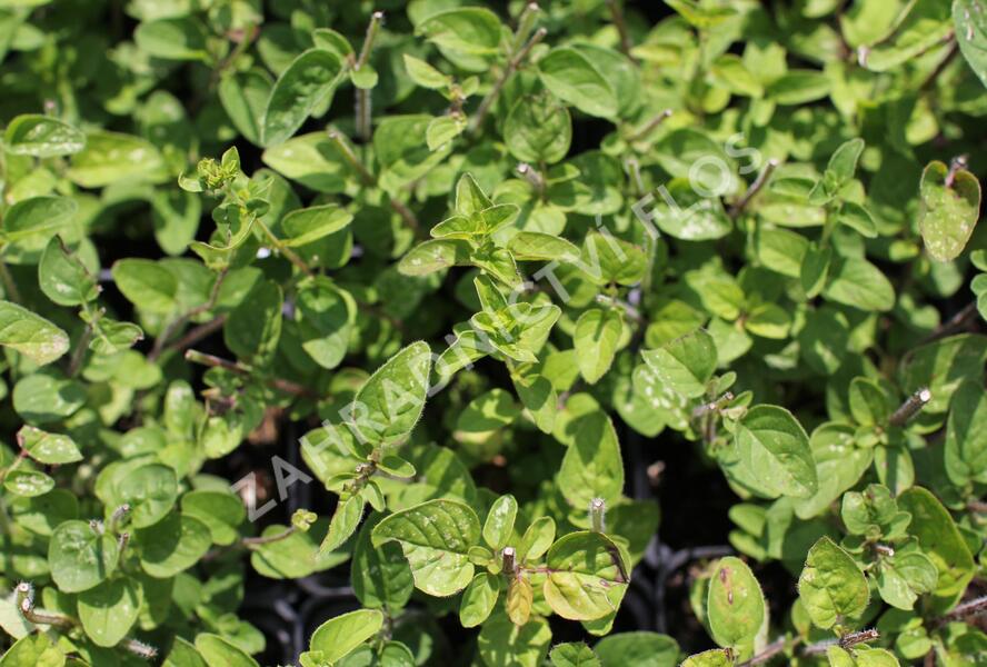 Oregano obecné, dobromysl 'Margeritha' - Origanum vulgare 'Margeritha'