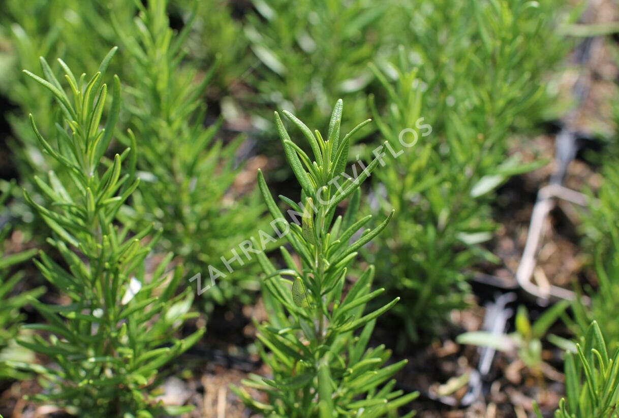 Rozmarýn lékařský 'Maresme' - Rosmarinus officinalis 'Maresme'