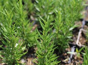 Rozmarýn lékařský 'Maresme' - Rosmarinus officinalis 'Maresme'