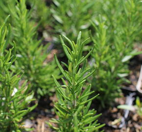 Rozmarýn lékařský 'Maresme' - Rosmarinus officinalis 'Maresme'