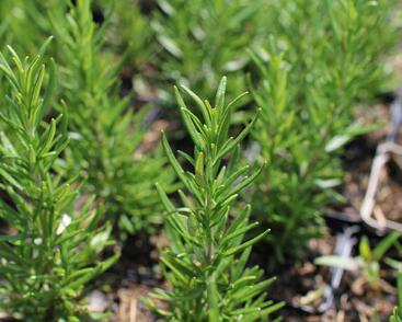 Rozmarýn lékařský 'Maresme'