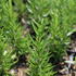 Rosmarinus officinalis 'Maresme'.JPG