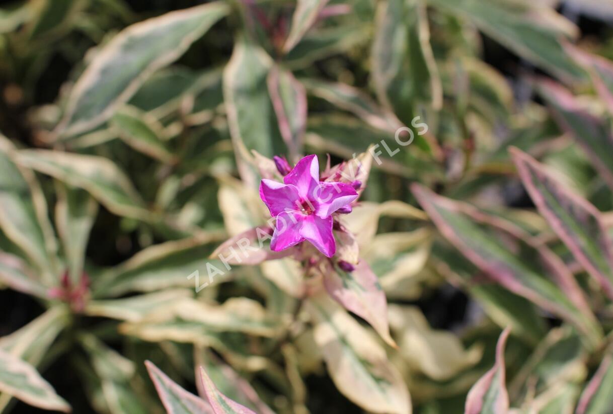Plamenka latnatá 'Olympia' - Phlox paniculata 'Olympia'