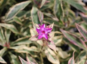Plamenka latnatá 'Olympia' - Phlox paniculata 'Olympia'