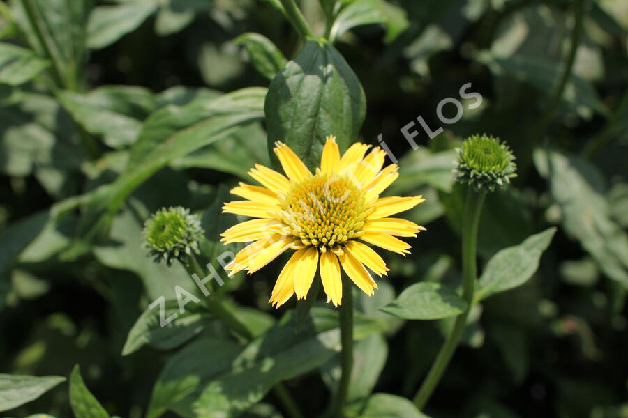 Třapatkovka nachová 'Eccentic Yellow' - Echinacea purpurea 'Eccentric Yellow'