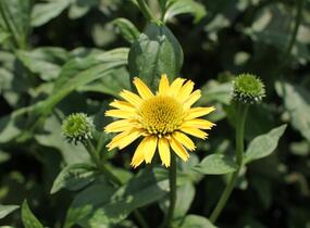 Třapatkovka nachová 'Eccentic Yellow' - Echinacea purpurea 'Eccentric Yellow'