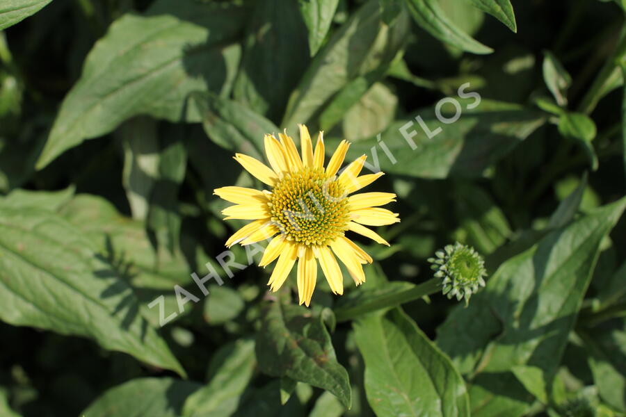Třapatkovka nachová 'Eccentic Yellow' - Echinacea purpurea 'Eccentric Yellow'
