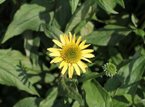 Třapatkovka nachová 'Eccentic Yellow' - Echinacea purpurea 'Eccentric Yellow'