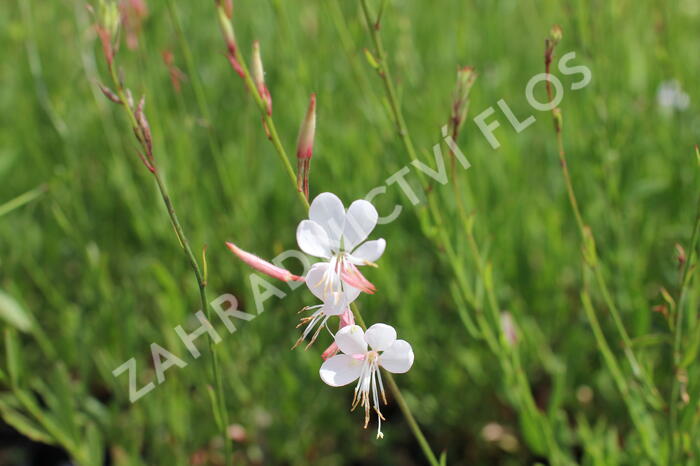 Svíčkovec - Gaura lindheimeri