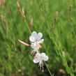 Svíčkovec - Gaura lindheimeri