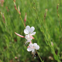 Svíčkovec - Gaura lindheimeri
