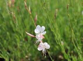 Svíčkovec - Gaura lindheimeri