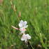 Gaura lindheimeri.JPG