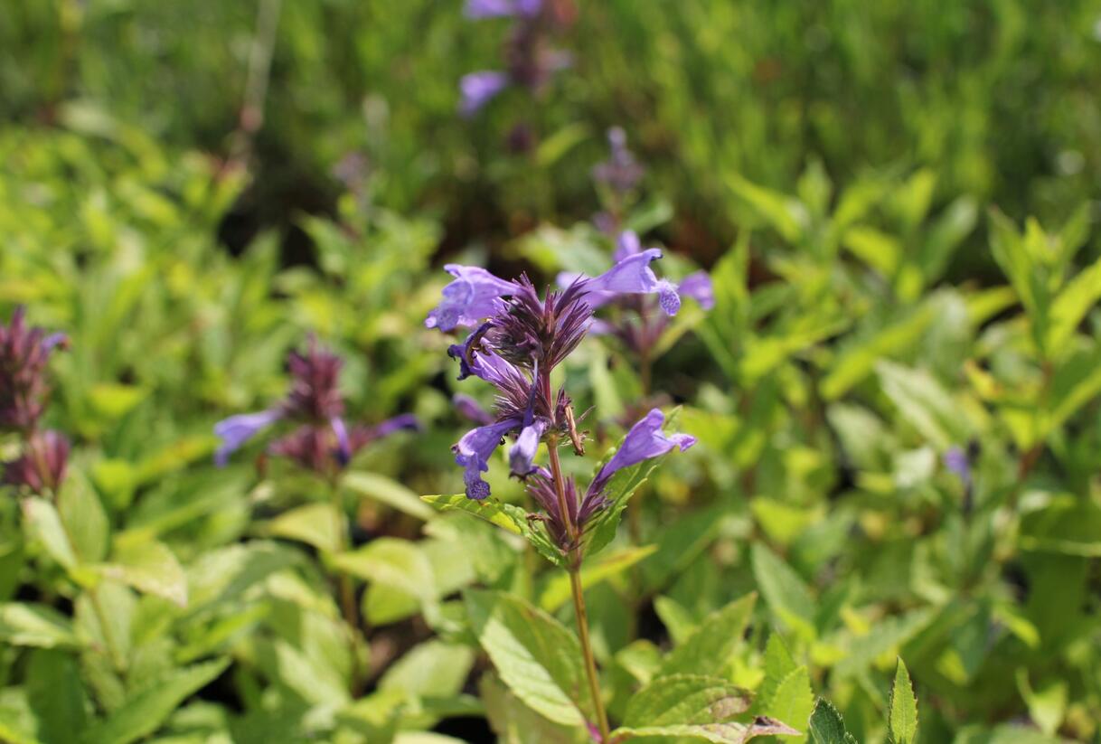 Šanta 'Washfield' - Nepeta subsessilis 'Washfield'