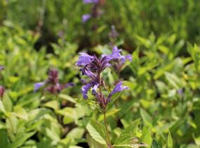 Šanta 'Washfield' - Nepeta subsessilis 'Washfield'